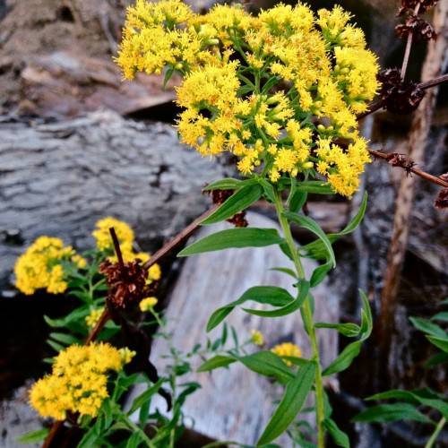 yellow flowers with green leaves and brown-green stems