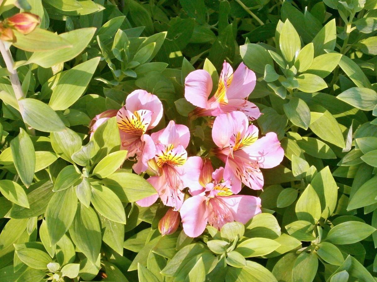 pink-yellow flowers with pink stamens and lime leaves and stems
