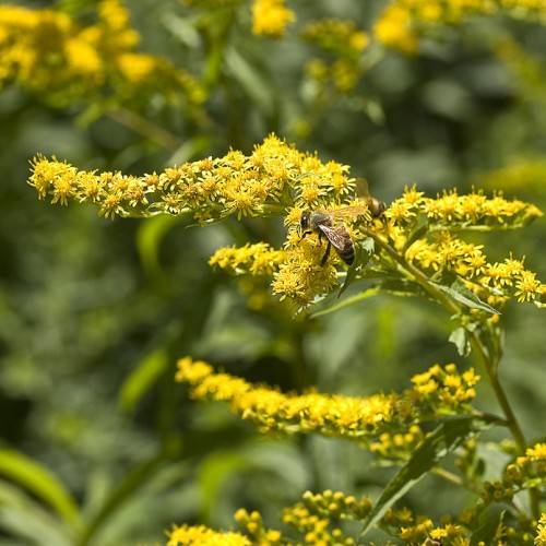yellow flowers with green leaves and light-green stems