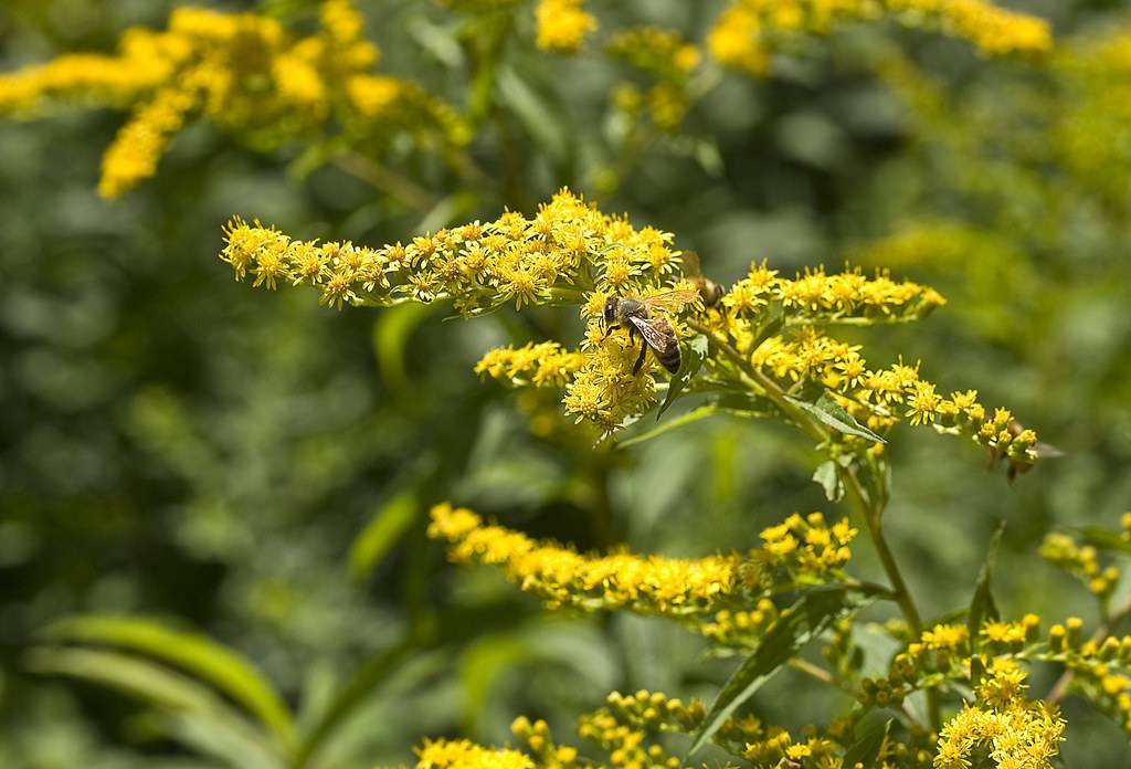 yellow flowers with green leaves and light-green stems
