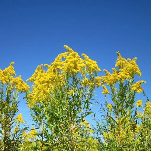 bright-yellow flowers with yellow-green leaves and light-brown stems