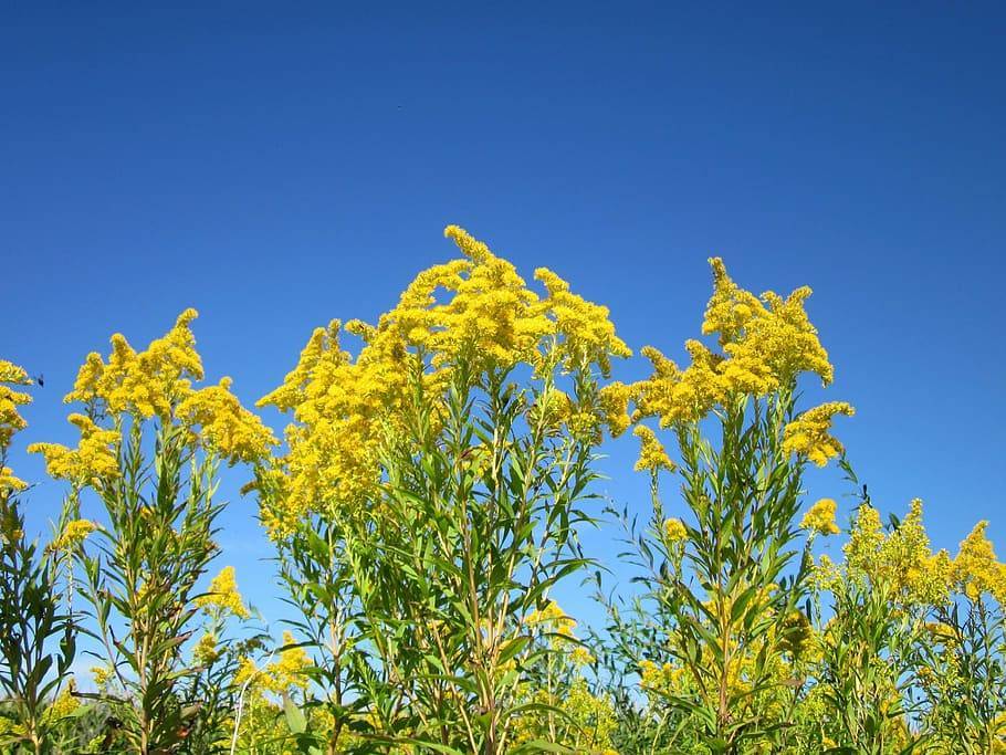 bright-yellow flowers with yellow-green leaves and light-brown stems