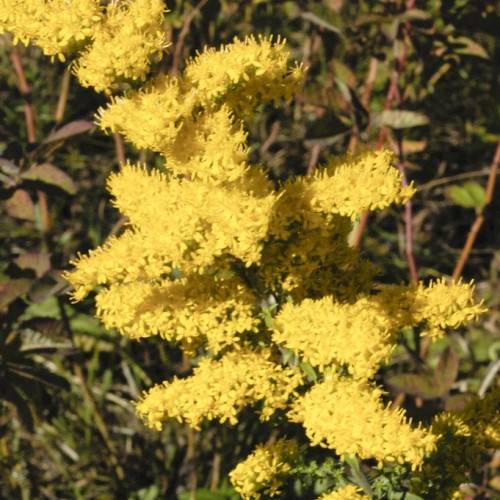 yellow flowers with green leaves and brown-green stems