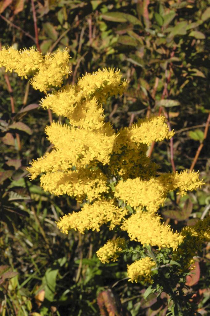 yellow flowers with green leaves and brown-green stems
