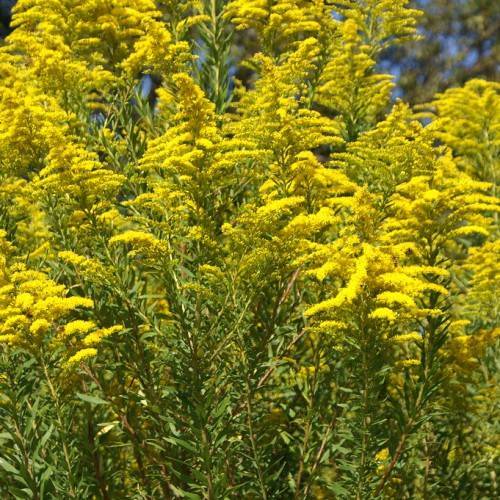 yellow flowers with green leaves and brown-green stems
