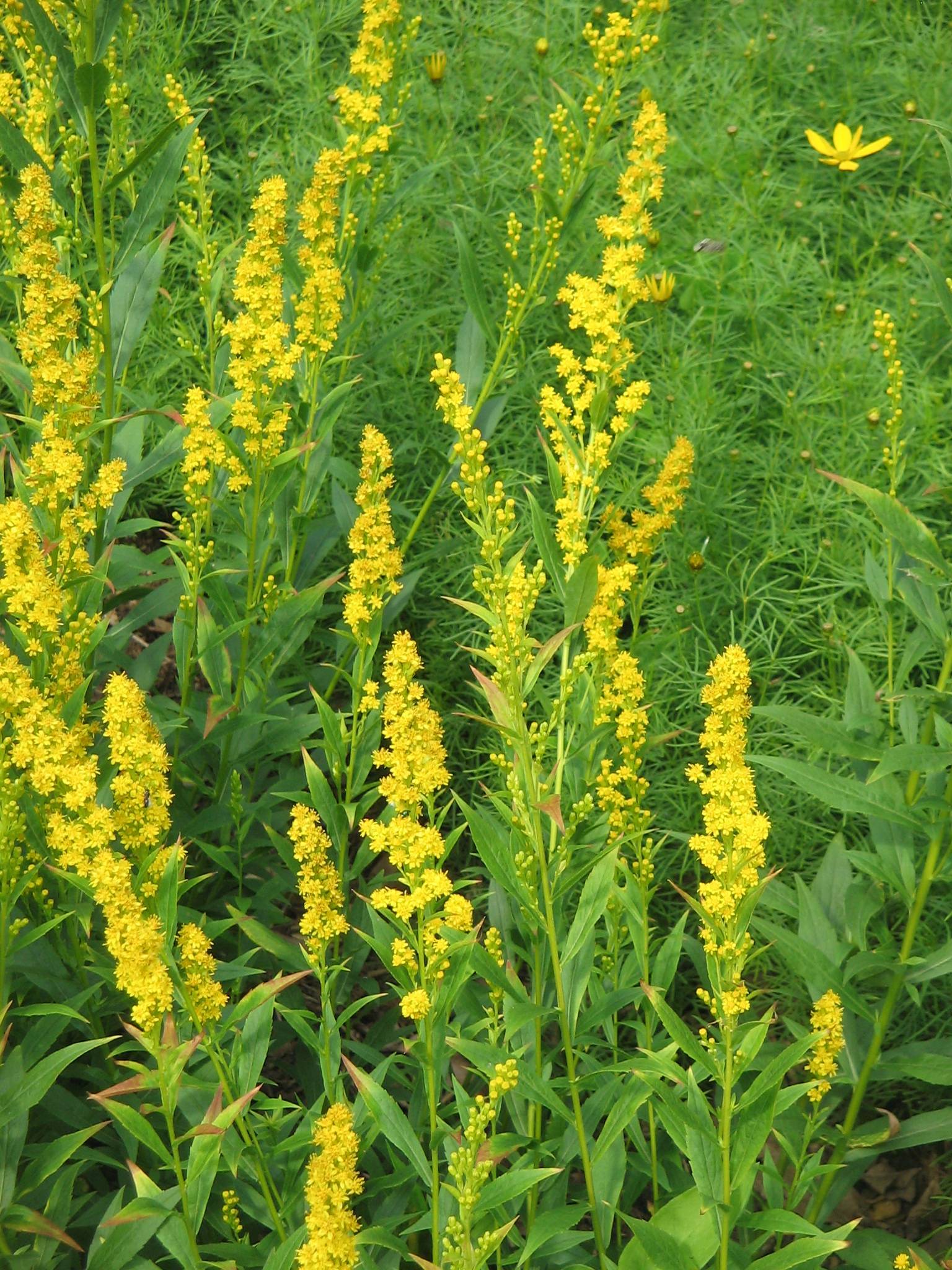 yellow flowers with pink-green leaves and light-green stems
