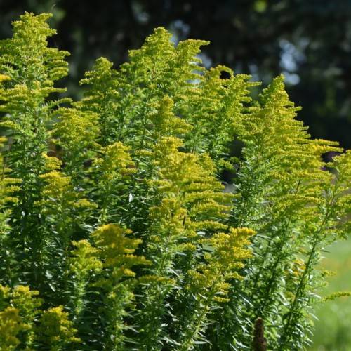 yellow-lime flowers with green leaves and stems