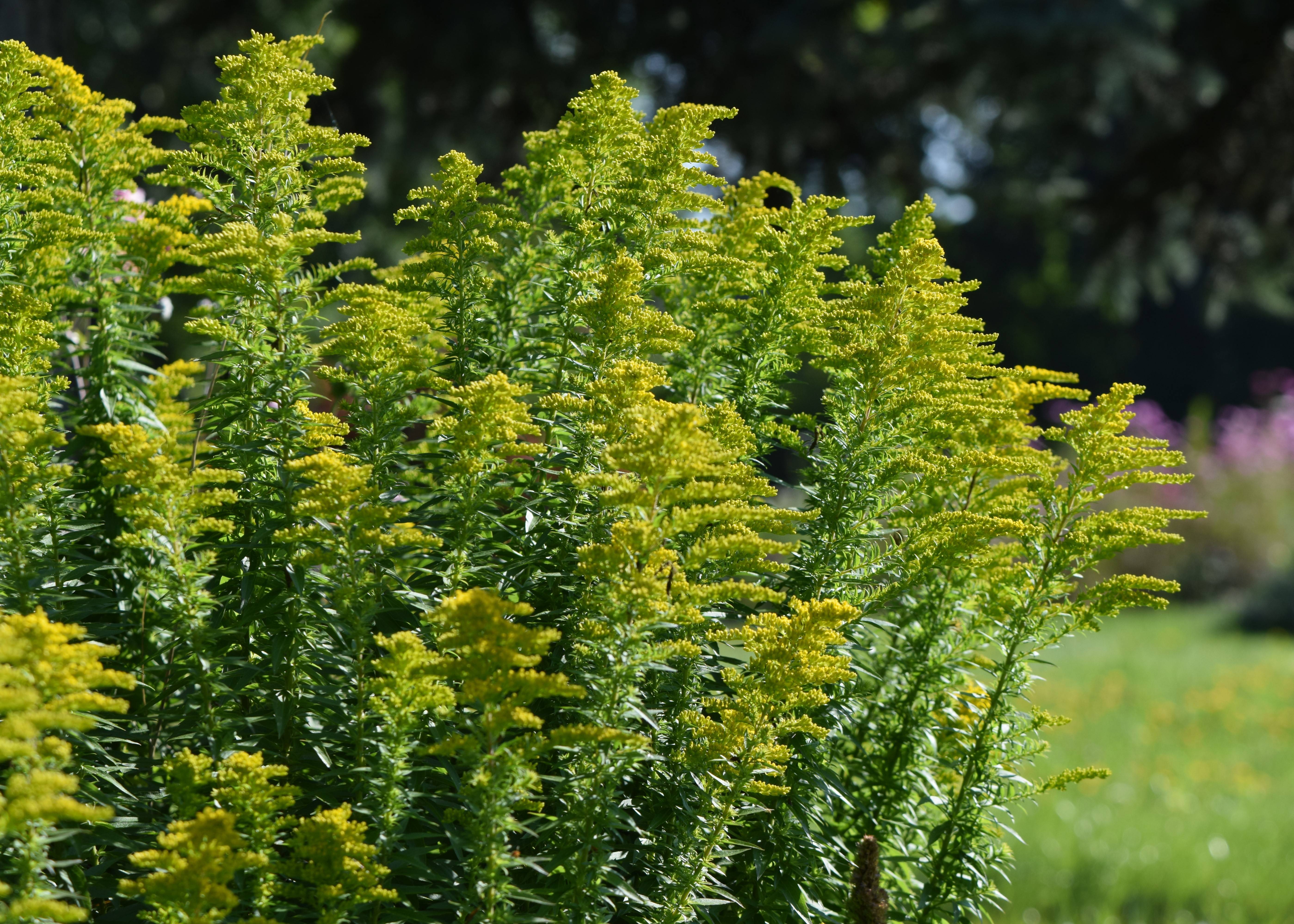 yellow-lime flowers with green leaves and stems
