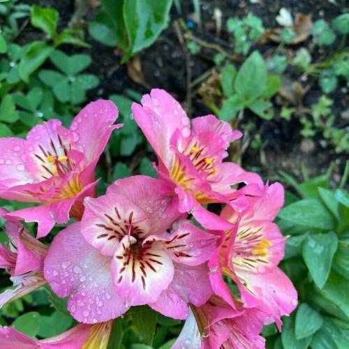 pink-white flowers with yellow anthers, pink filaments, maroon center, and green leaves