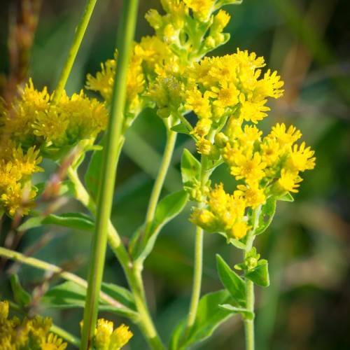 yellow flowers and buds with lime leaves and stems