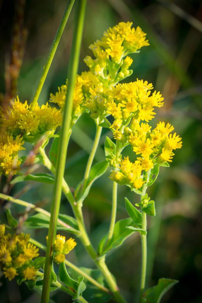 yellow flowers and buds with lime leaves and stems 