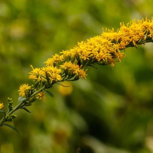 yellow flowers with yellow stamens, green sepals, buds, green leaves and stems