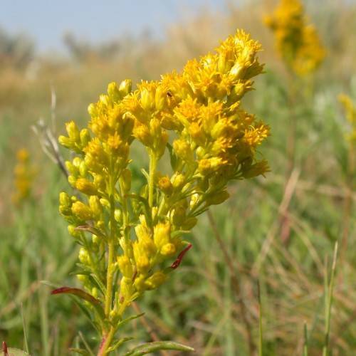 yellow flowers and buds with pink-green leaves and yellow-green stems
