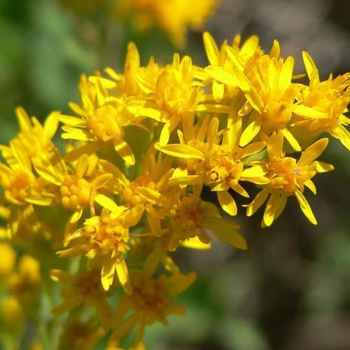 bright-yellow flowers with light-green stems