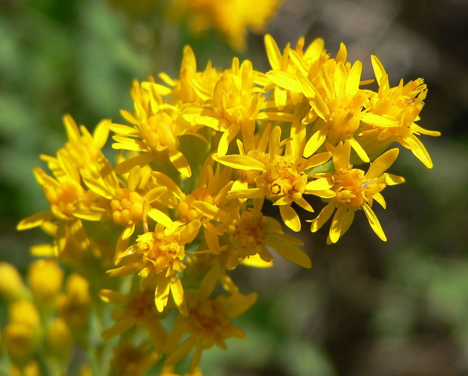 bright-yellow flowers with light-green stems