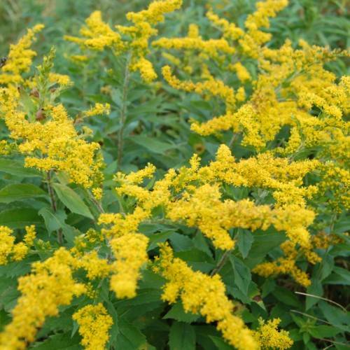 yellow flowers with green leaves and brown stems