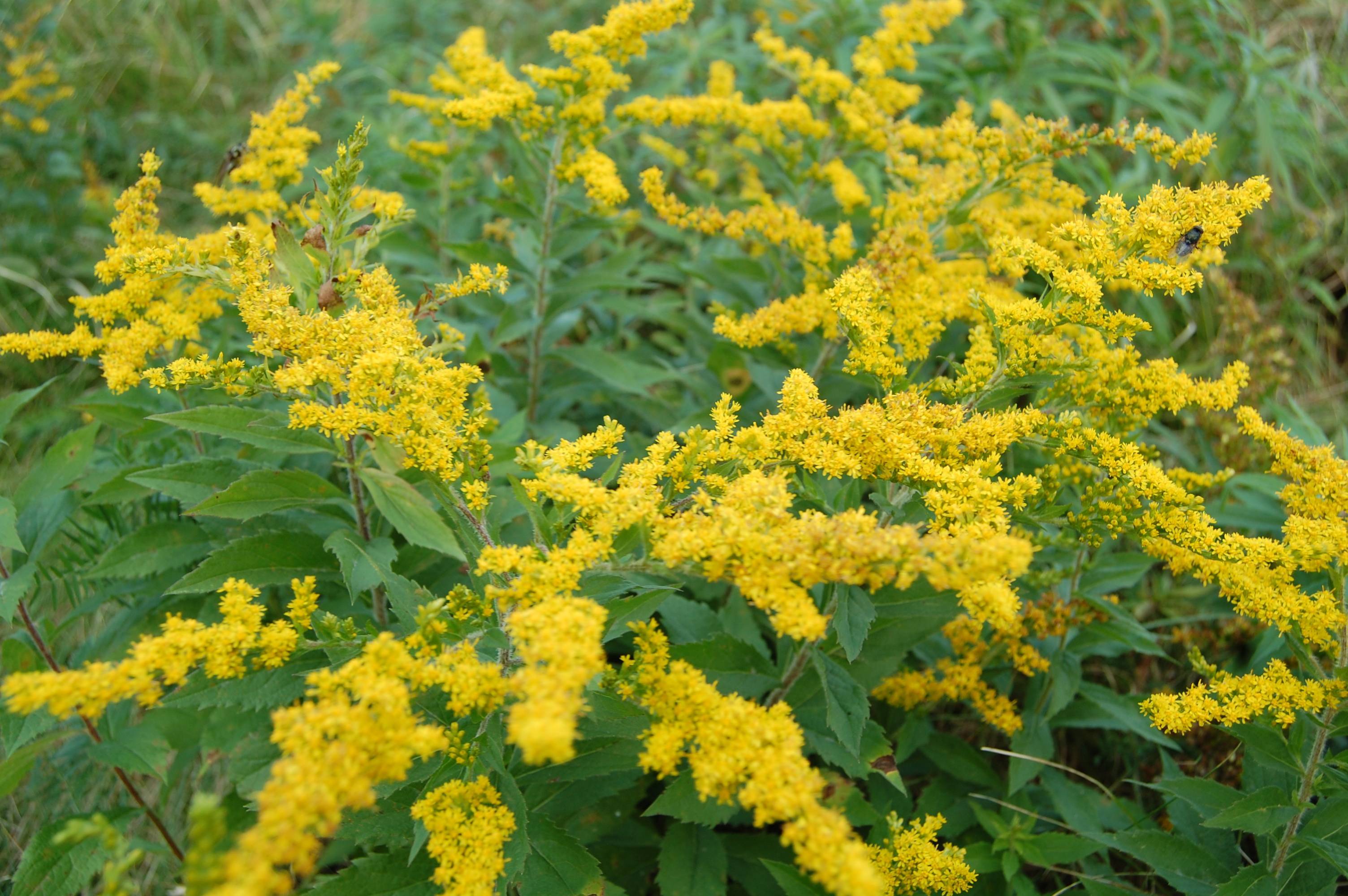 yellow flowers with green leaves and brown stems