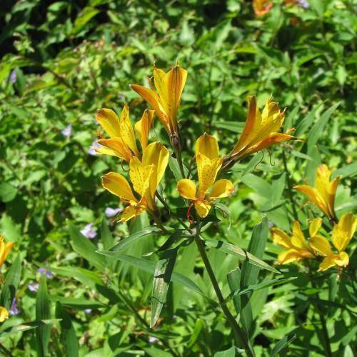 Yellow-red flowers, atop tall green stems amidst green leaves.