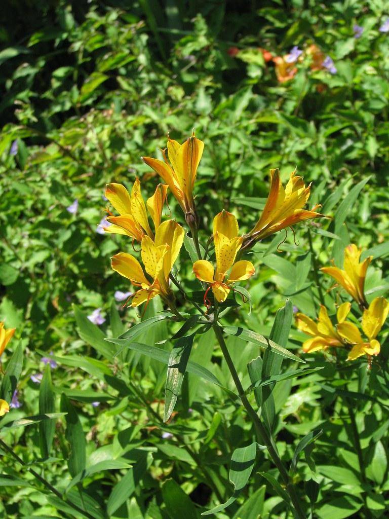 Yellow-red flowers, atop tall green stems amidst green leaves.