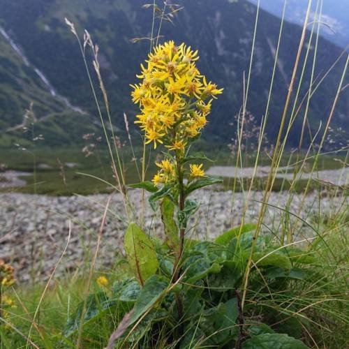 yellow flowers with brown-yellow center, green leaves and brown stems