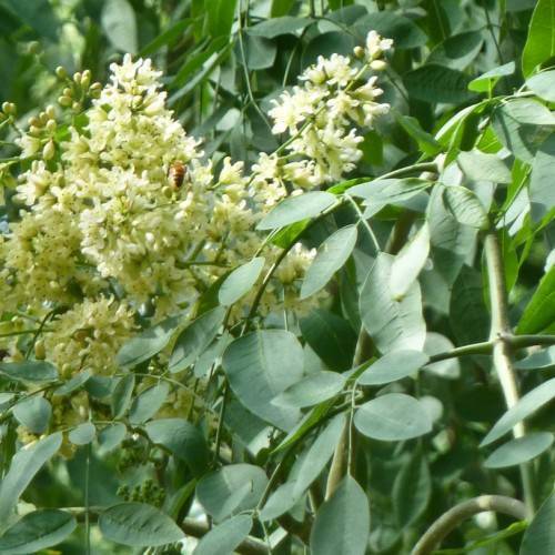 cream-yellow flowers and buds with green leaves and stems