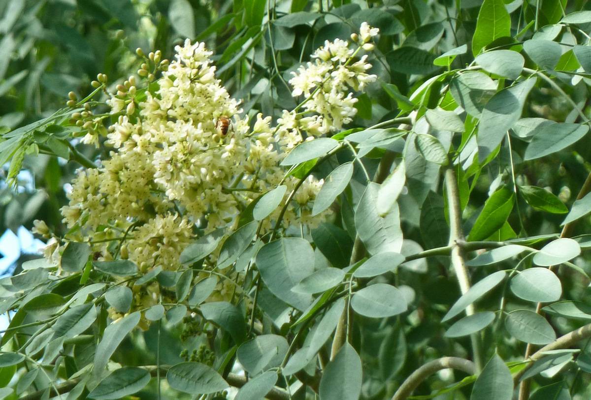 cream-yellow flowers and buds with green leaves and stems