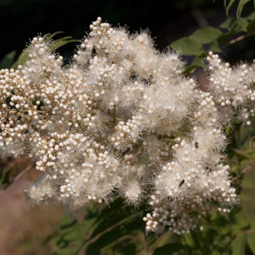 off-white flowers and buds with green leaves and beige branches