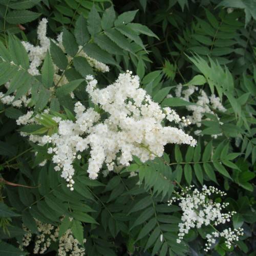 white flowers with white stamens, cream center, dark-green leaves and light-green stems