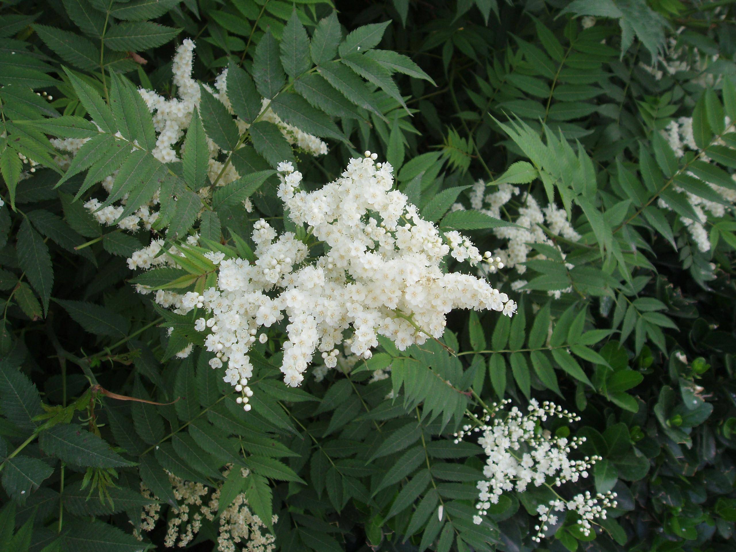 white flowers with white stamens, cream center, dark-green leaves and light-green stems