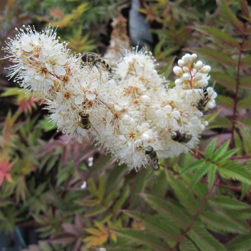 white flowers and buds with green leaves and brown stems