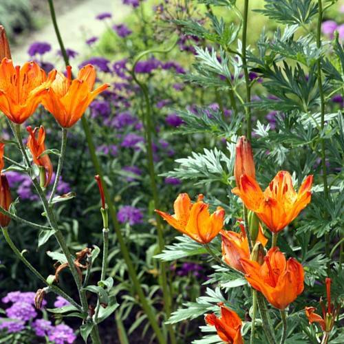 orange flowers with green leaves and stems