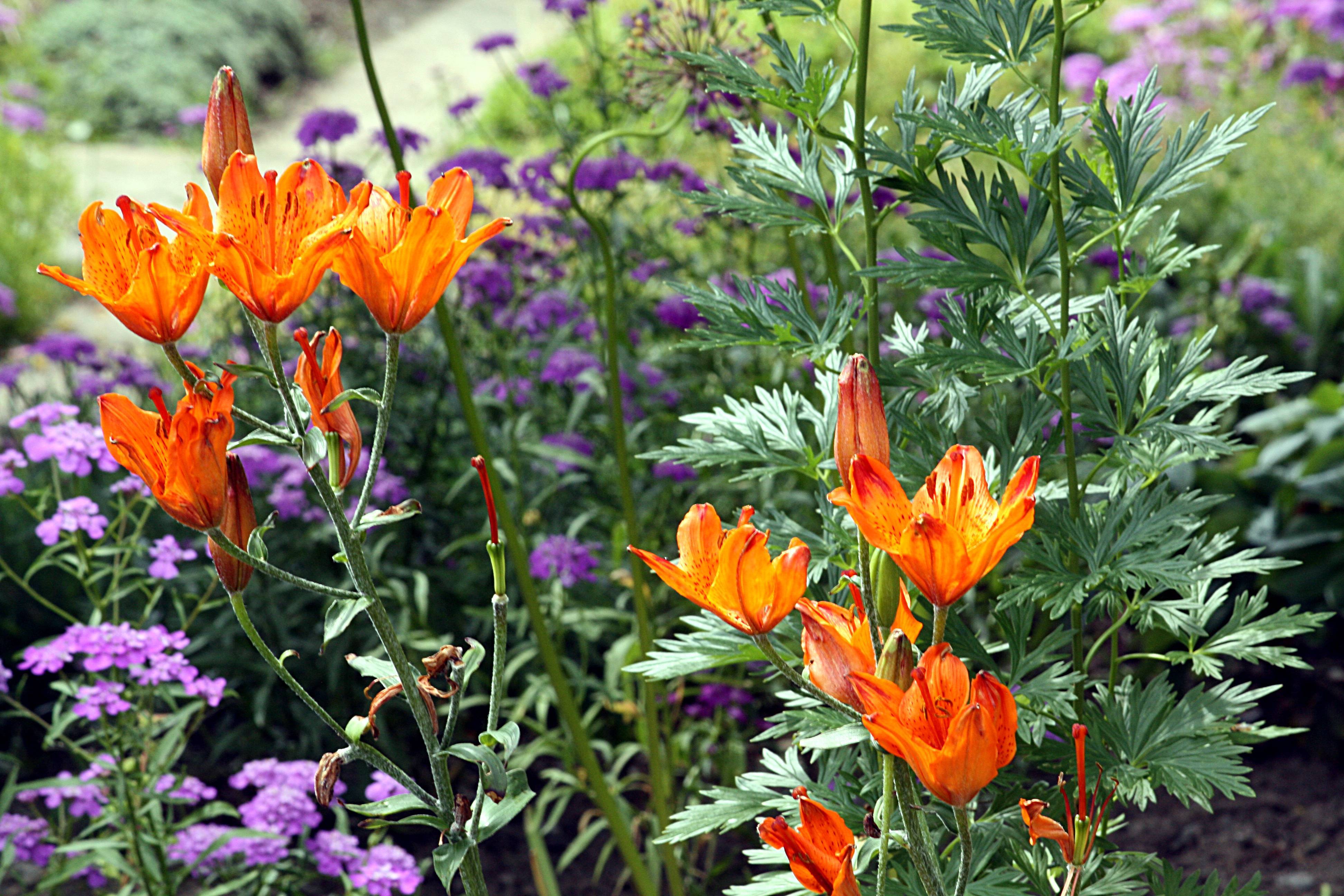 orange flowers with green leaves and stems
