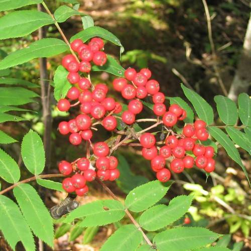 red fruits with green leaves and beige-brown stems