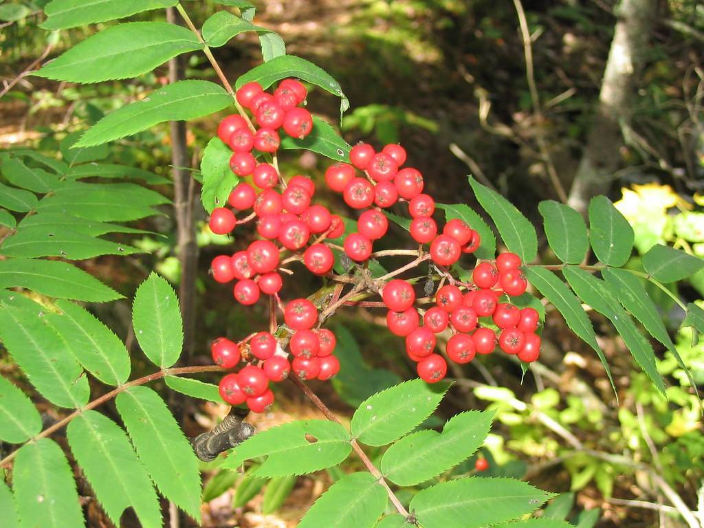 red fruits with green leaves and beige-brown stems