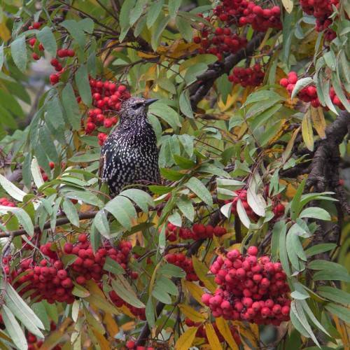 red fruits with yellow-green leaves and brown branches