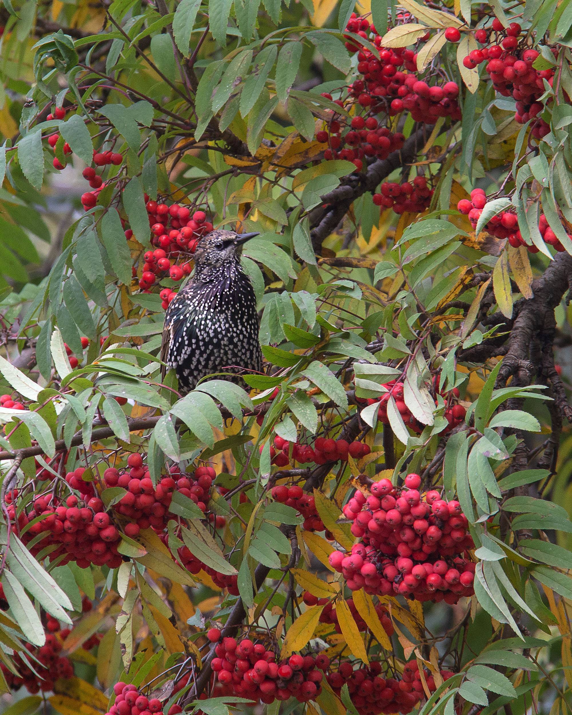 red fruits with yellow-green leaves and brown branches