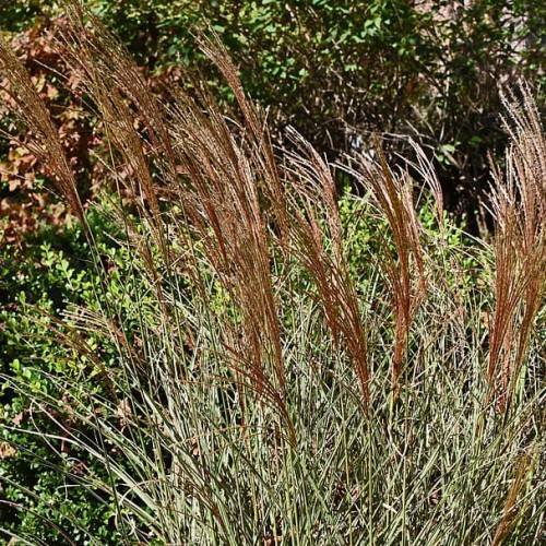 brown-beige foliage