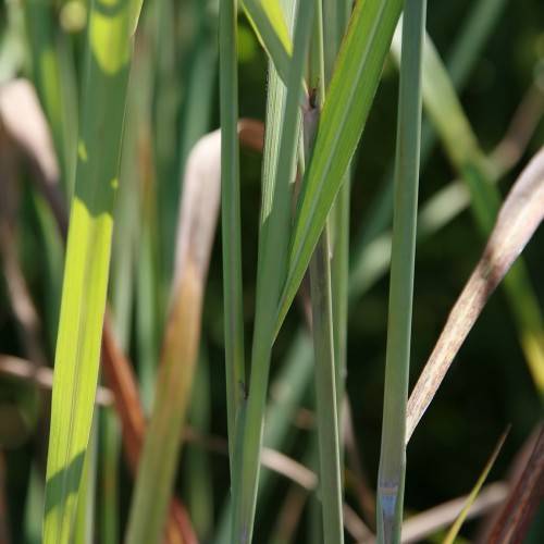 green-brown foliage