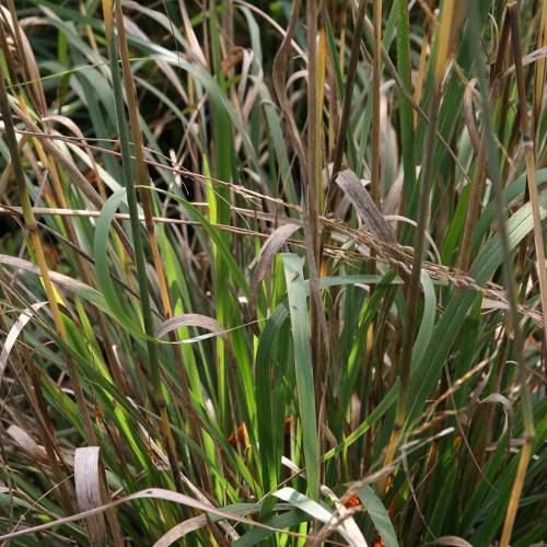 yellow-green foliage