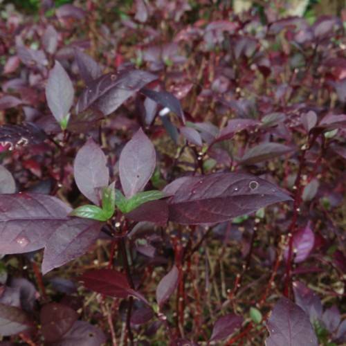 burgundy-green leaves with red stems