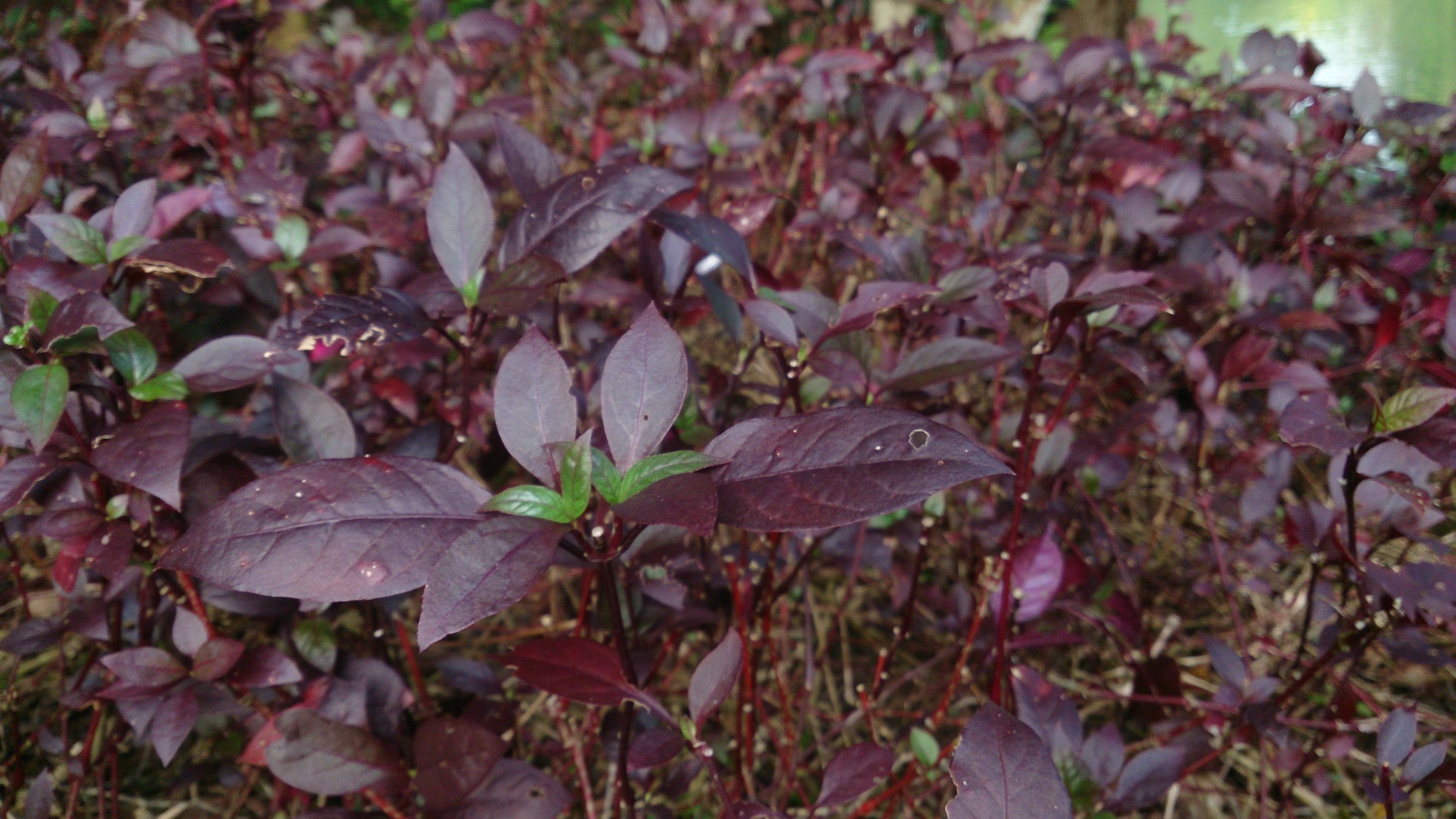 burgundy-green leaves with red stems