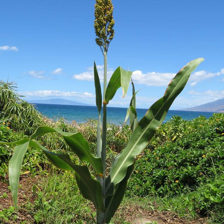 Sorghum Bicolor Image