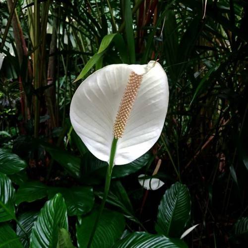 white flower with peach spadix, dark-green leaves and stems