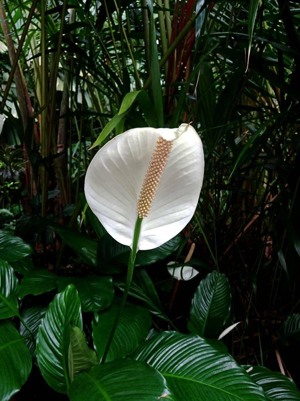 white flower with peach spadix, dark-green leaves and stems