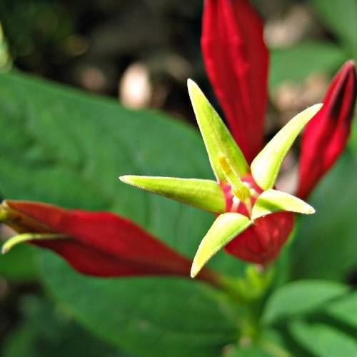 red-lime flower with red center and lime styles, green leaves and stems