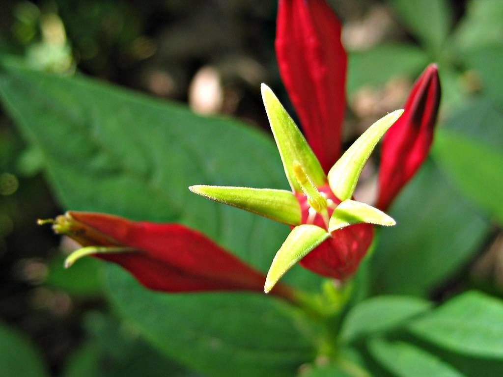 red-lime flower with red center and lime styles, green leaves and stems