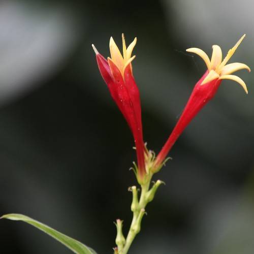 red-yellow flowers with green leaves and green-yellow stems