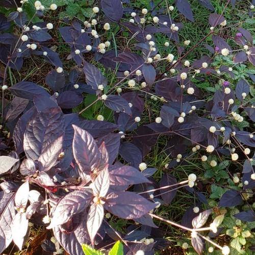 Multicolored maroon leaves with a wavy texture, white blooms, over thin yellow stems.