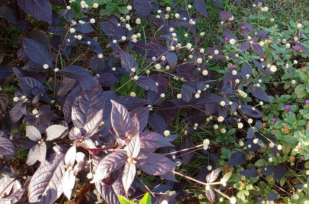 Multicolored maroon leaves with a wavy texture, white blooms, over thin yellow stems.