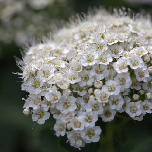 white flowers with yellow center and off-white stamens